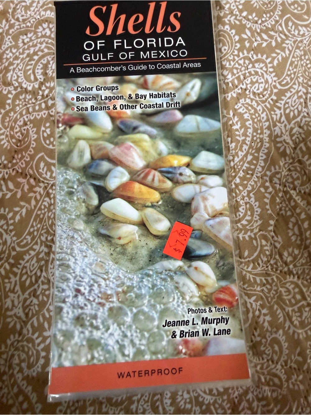 Shells of Florida laminated Trifold guide.